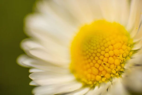 Closeup Daisy Flower — Stock Photo, Image