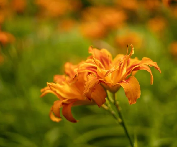 Πορτοκαλί Λουλούδια Της Daylily Hemerocallis Μεγαλώνουν Στον Κήπο — Φωτογραφία Αρχείου