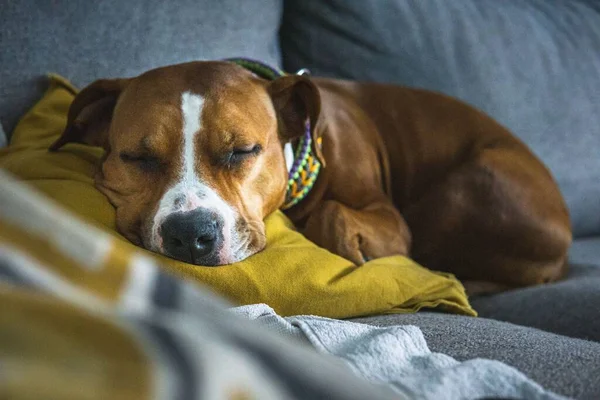 Egy Barna Amerikai Staffordshire Terrier Csúszik Párnán — Stock Fotó
