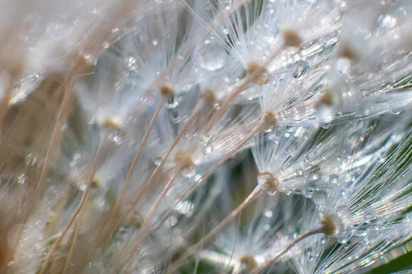 Closeup Dandelion Seeds Water Droplets — Stock Photo, Image