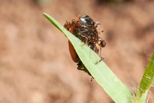 Närbild Myror Attackerar Skalbagge Uppe Ett Grönt Blad Växt Solljus — Stockfoto