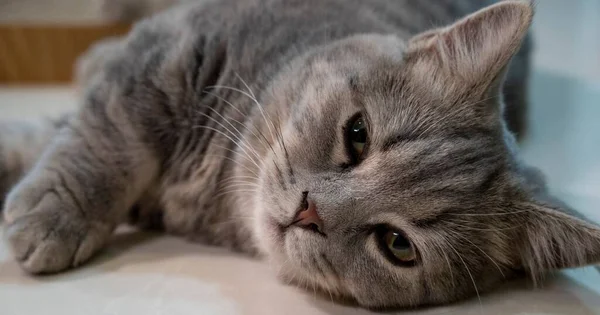 ภาพใกล ดของแมวส เทาสวยงามท ตาส ยวบนโซฟา — ภาพถ่ายสต็อก