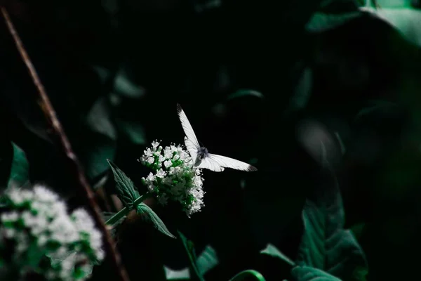 Ένα Κοντινό Πλάνο Της Λευκής Πεταλούδας Σκαρφαλωμένο Ανθισμένα Λευκά Λουλούδια — Φωτογραφία Αρχείου