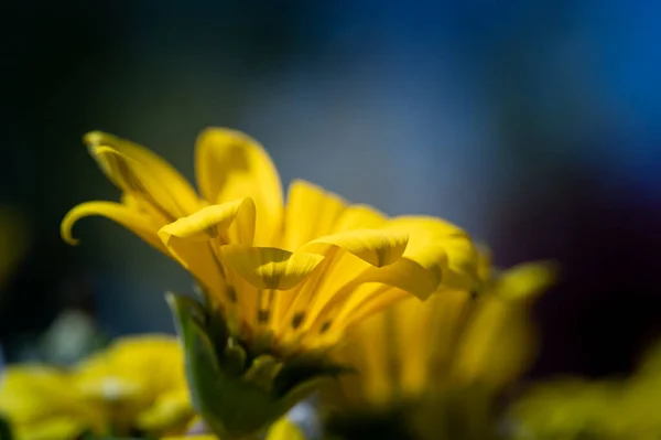 ぼやけた畑の真ん中に咲く色とりどりの花のマクロは — ストック写真