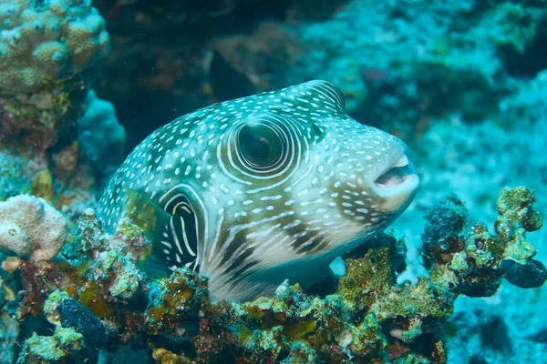 Tiro Close Subaquático Pufferfish Pela Planta Aquática — Fotografia de Stock