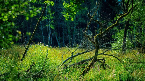 Nízký Úhel Pohledu Krásný Les Slunečného Dne — Stock fotografie