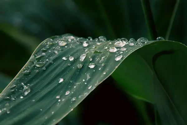 Close Gotas Chuva Capturadas Uma Folha Verde Mostrando Conceito Crescimento — Fotografia de Stock