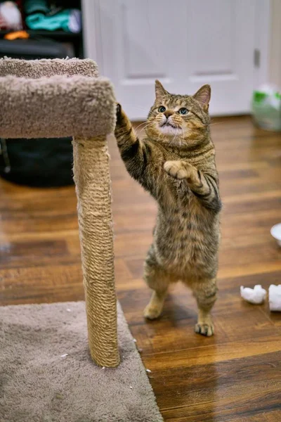 Şirin Gri Bir Tekir Kedi Kedi Ağacına Atlamaya Çalışıyor — Stok fotoğraf