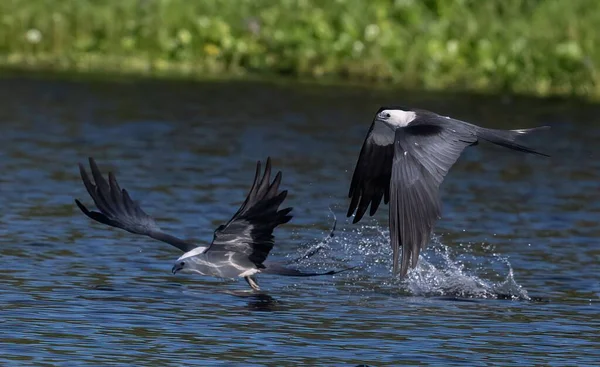Beautiful Shot Swallow Tailed Kites Flying Water Surface — Stock Photo, Image