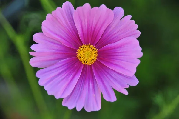 Primer Plano Una Flor Cosmo Púrpura Con Fondo Borroso — Foto de Stock