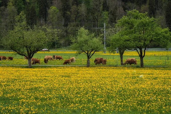 Uma Bela Vista Vacas Pastando Prado — Fotografia de Stock