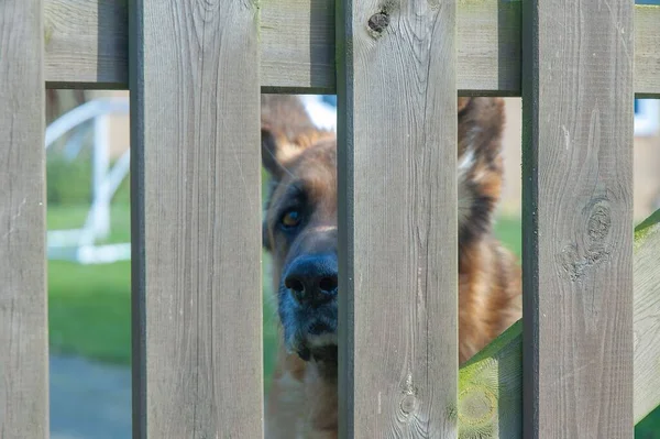 Baş Alman Çoban Köpeği Ahşap Çitlerin Arasından Bakıyor — Stok fotoğraf