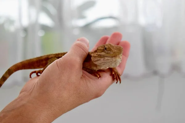 Closeup Central Bearded Dragon Pogona Vitticeps Man Hands — Stock Photo, Image