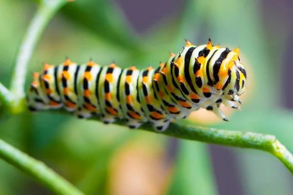 Exotické Barevné Motýlí Housenky Starodávný Vlaštovka Papilio Machaon Žluté Černé — Stock fotografie