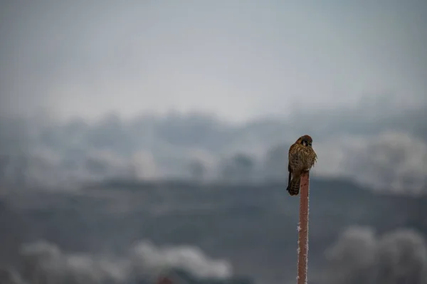 Beautiful Shot Kestrel Standing Thin Wood — Stock Photo, Image