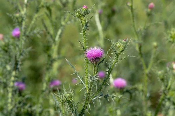 A closeup of purple Milk thistles growing with green thorns in a meadow