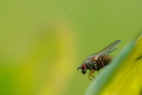 Sebuah Gambar Close Lalat Dengan Latar Belakang Kabur — Stok Foto