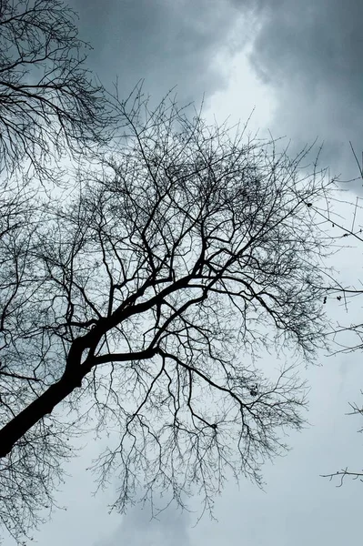 어두운 구름낀 아래서 나무들을 수직으로 각도로 올렸다 — 스톡 사진