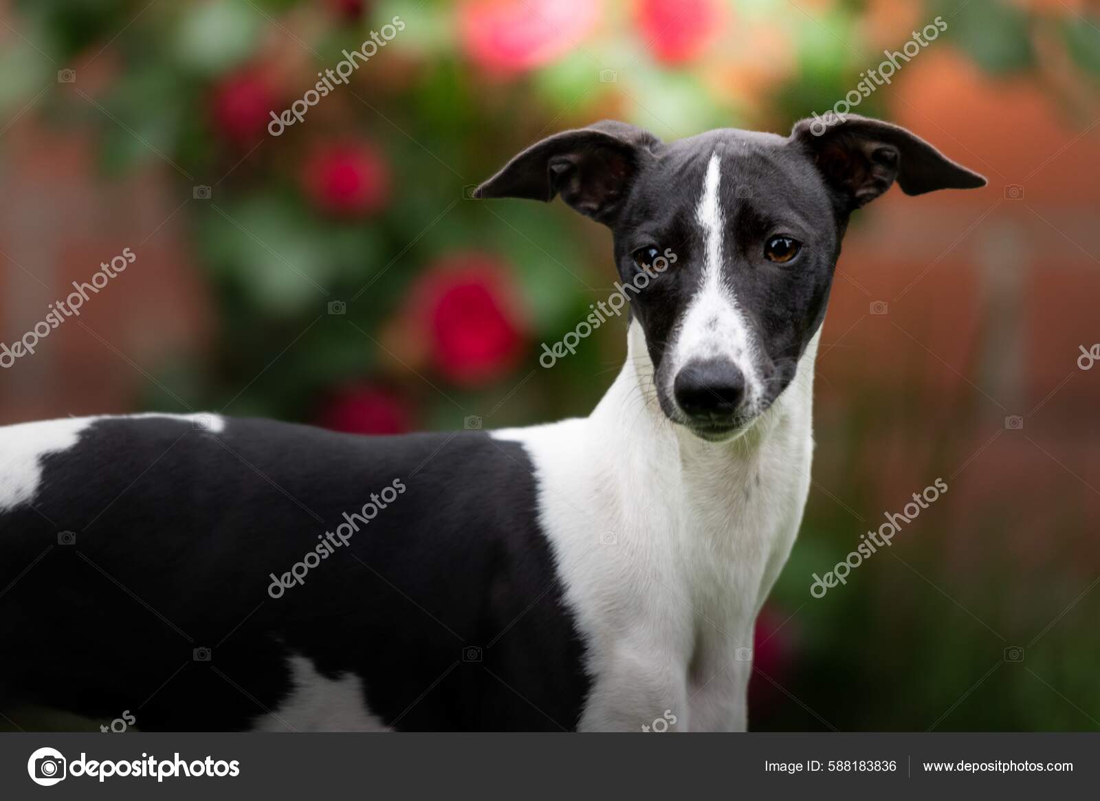 Whippet Dog Garden — Stock Photo © wirestock_creators #588183836
