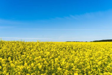 Güzel bir kolza tohumu tarlası manzarası