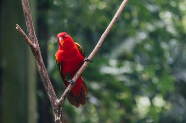 Ağacın dalına tüneyen geveze lorinin yakın plan görüntüsü.