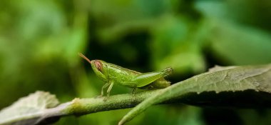 Bir çekirgenin yakın plan çekimi.