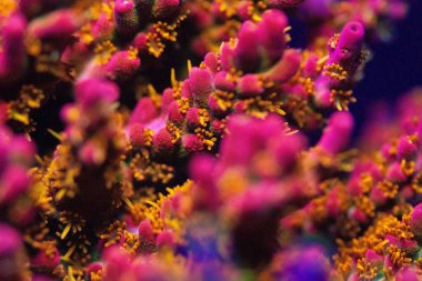 Acroporidae 'nin yakın plan bir fotoğrafı. Küçük polimerli mercanlar.