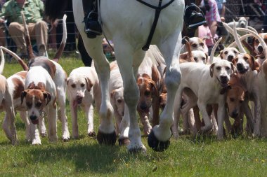 Bir grup şirin Beagle köpeği beyaz bir atı takip ediyor - avlanmak için.