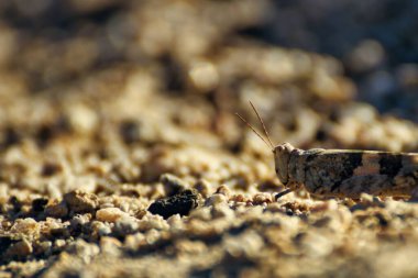 Doğayla birleşmiş çekirgenin yakın çekim görüntüsü.