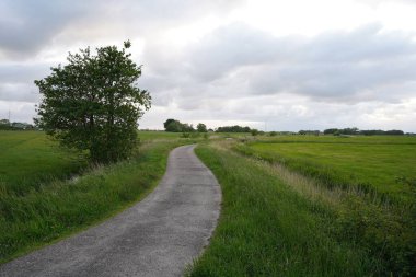 Yeşil tarlalar boyunca kırsal yolun sakin manzarası