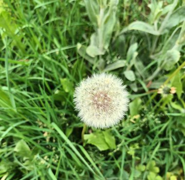 Bahçedeki karahindiba çiçeği.