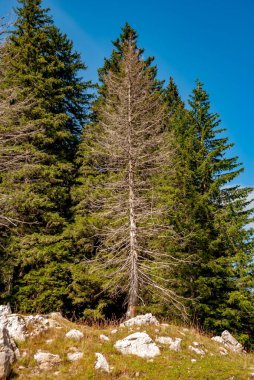 Güneşli bir günde ağaçlarla kaplı yüksek bir dağ.