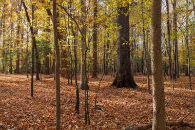 Ormandaki sonbahar ağaçlarının güzel manzarası