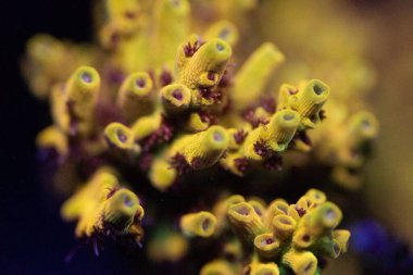 Sarı Acropora 'nın yakın plan fotoğrafı. Küçük polip taşlı mercan.