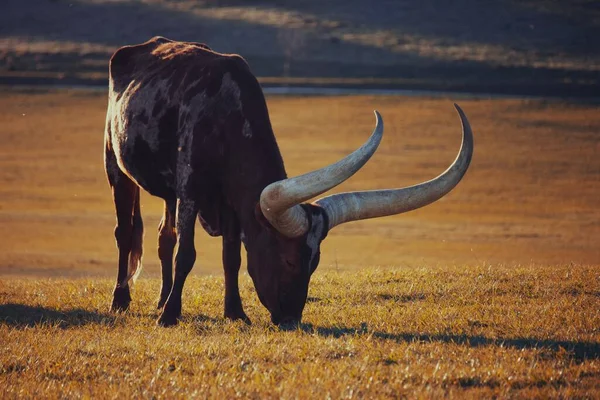 Вид Красивый Техасский Лонгхорн Поле Желтой Травой Закате — стоковое фото
