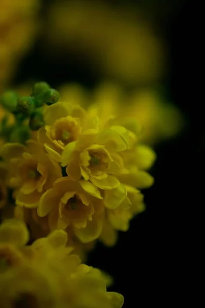 一个垂直拍摄的冬青叶花与模糊的背景 — 图库照片