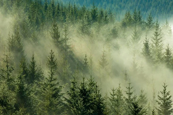 Beau Cliché Une Forêt Dans Brouillard Parfait Pour Papier Peint — Photo