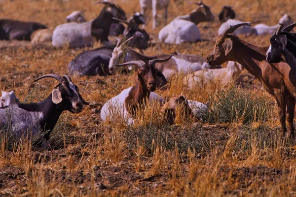 Belo Tiro Uma Manada Cabras Descansando Campo Sob Luz Sol — Fotografia de Stock