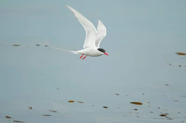 Μια Αρκτική Tern Πετούν Πάνω Από Νερό — Φωτογραφία Αρχείου