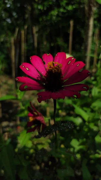 Plano Vertical Flor Rosa Zinnia Peruana Sobre Fondo Frondoso —  Fotos de Stock