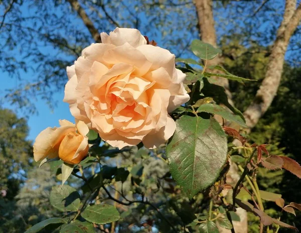 Eine Orangefarbene Rosenblüte Garten — Stockfoto