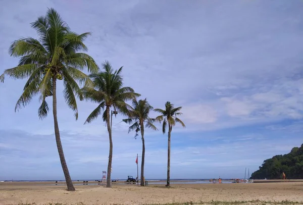 Yaz Boyunca Kumlu Bir Plajda Arka Arkaya Güzel Bir Palmiye — Stok fotoğraf