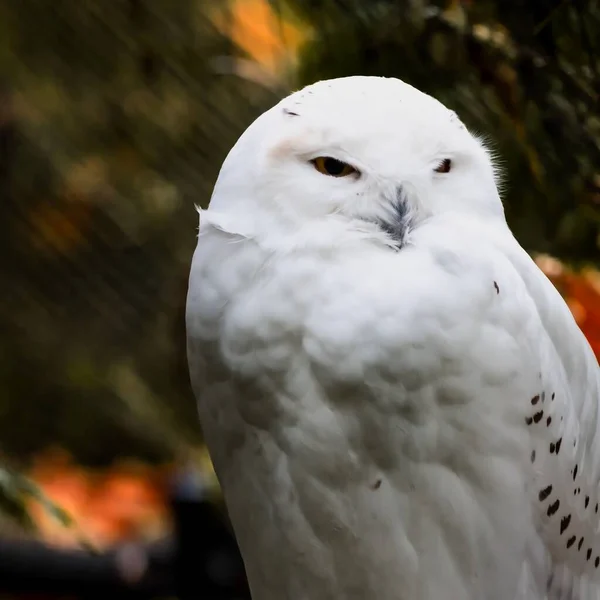 Schöne Aufnahme Einer Schneebedeckten Eule — Stockfoto