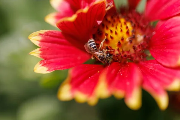 Eine Nahaufnahme Einer Biene Die Pollen Von Einer Roten Blume — Stockfoto