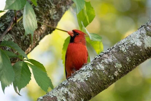 Closeup Shot Red Northern Cardinal Cardinalis Cardinalis Perched Tree Branch — Stock Photo, Image