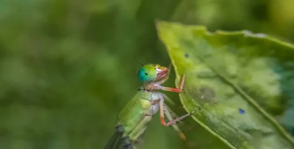 Primo Piano Una Libellula — Foto Stock