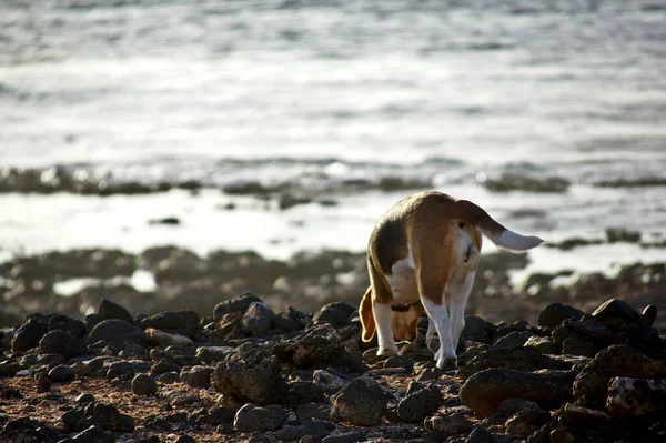 Cão Beaagle Caminhando Costa Rochosa — Fotografia de Stock