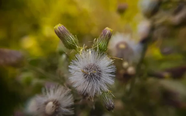 Een Close Shot Van Een Groundsel — Stockfoto