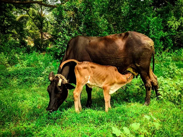 緑豊かな草原に母親からの子牛の餌のクローズアップ — ストック写真