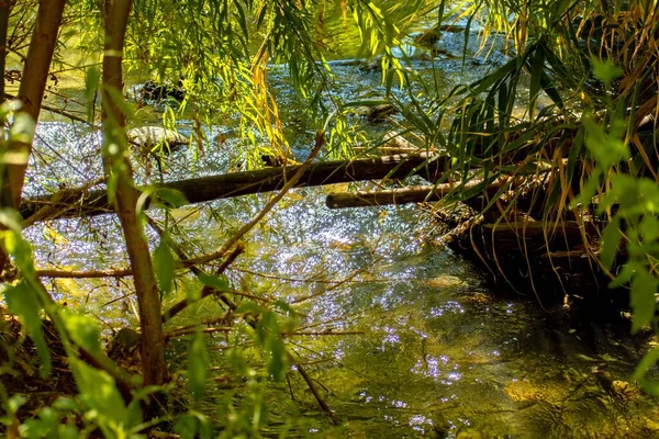 一片五彩缤纷的沼泽 长满了草 垂柳和木枝 — 图库照片
